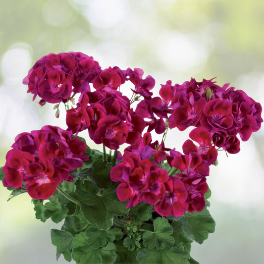 Geranium Live Plant Starter Cuttings 3-Pack White Dark Maroon Center Perennial Pelargonium