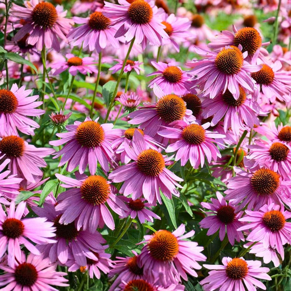 Echinacea Purpurea Seeds - 1000 Purple Coneflower Seeds for Gardens and Pollinator Habitats