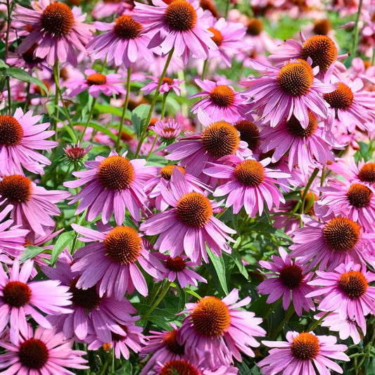 Echinacea Purpurea Seeds - 1000 Purple Coneflower Seeds for Gardens and Pollinator Habitats