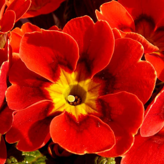 Primula Mala Seeds 500 Count - Red Flowering Garden Plant Seeds for Home Gardening - Primula vulgaris