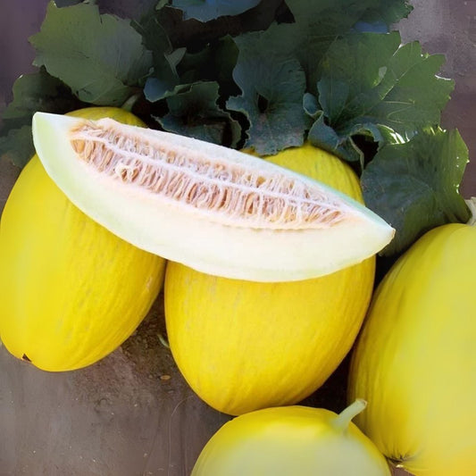 Tweety Melon Seeds for Planting - 10 Seeds - Cucumis melo - Sweet, Colorful Variety for Home Gardening