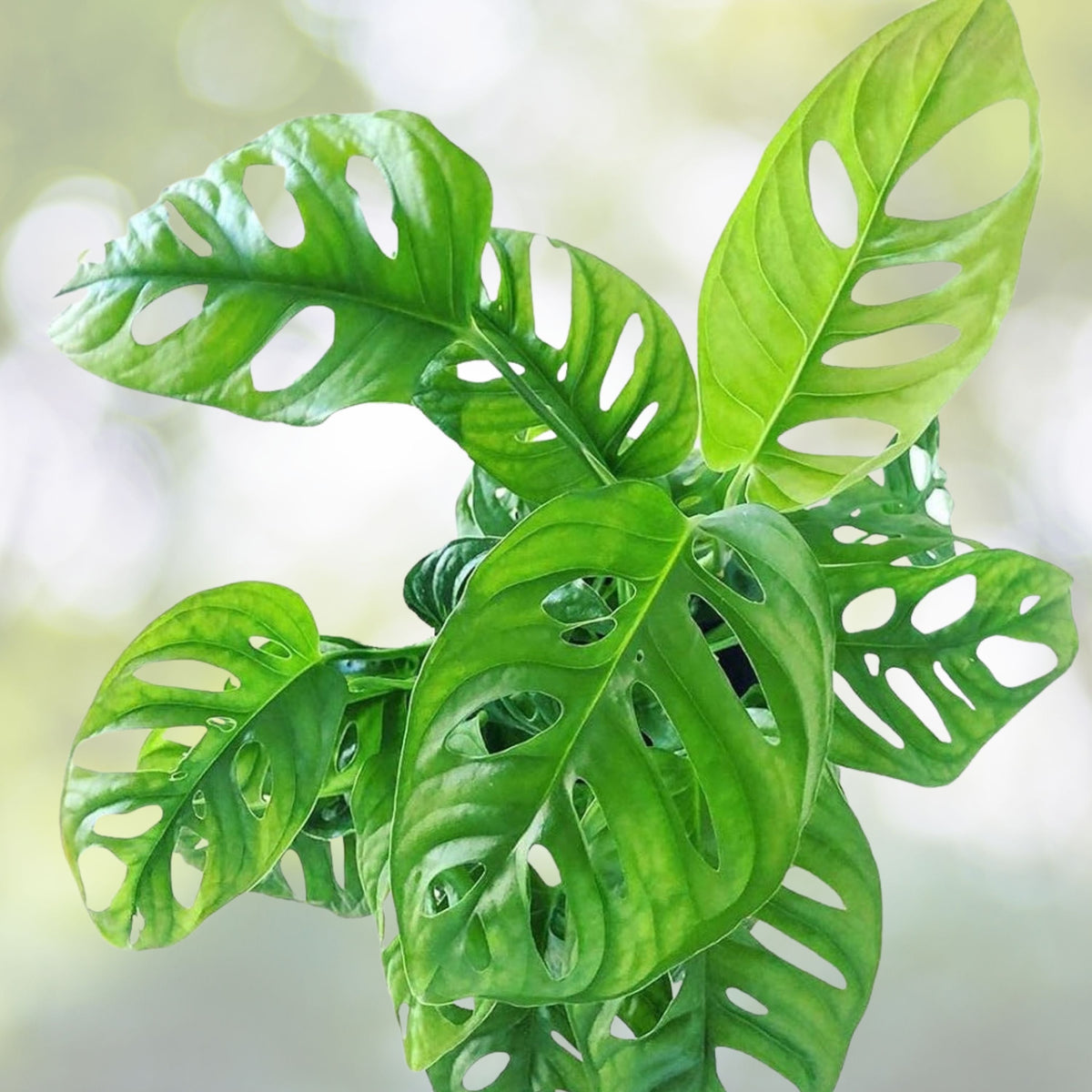4" Live Monstera Adansonii - Swiss Cheese Plant - Tropical Vining Plant - Heart-Shaped Leaves
