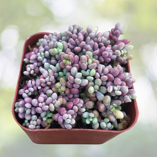 Succulent Plant - Colorful - Sedum dasyphyllum 'Minor' - Corsican Stonecrop - Drought-Tolerant Houseplant