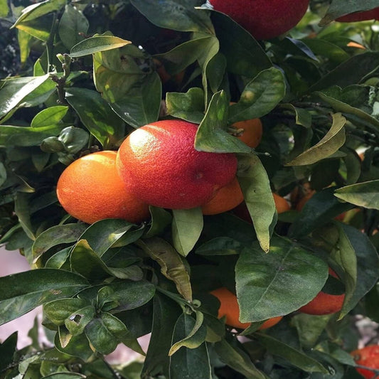 Grafted Blood Orange Tree - 2 Feet - Citrus sinensis - No Shipping to California