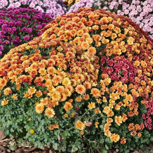 Chrysanthemum Seeds 200+ Blushing Blossom Variety Mum Flower Seeds Garden Planting Chrysanthemum morifolium
