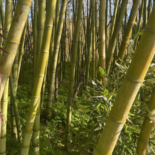 Giant Moso Bamboo Seeds - 50+ Perennial Evergreen Edible Shoots - Phyllostachys edulis - USA