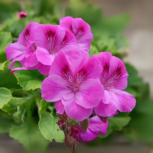 Purple Pink Pelargonium Fancy Regal Geranium Cuttings - 3 x 6" Live Plant - Ideal for Gardens and Indoor Decor