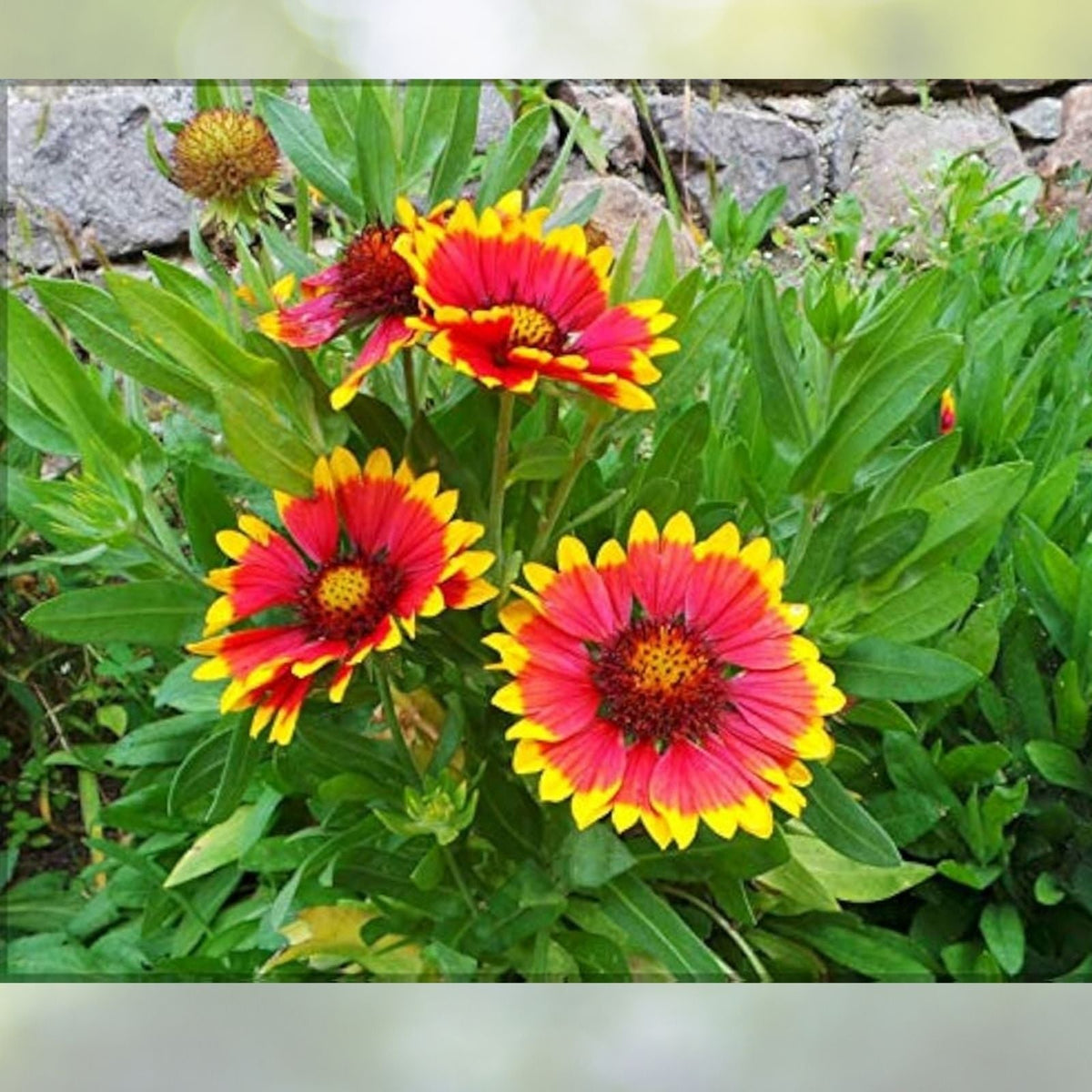 Blanket Flower Seeds 200 Count Aristata Mix Gaillardia aristata Colorful Garden Bloom Annual Seeds
