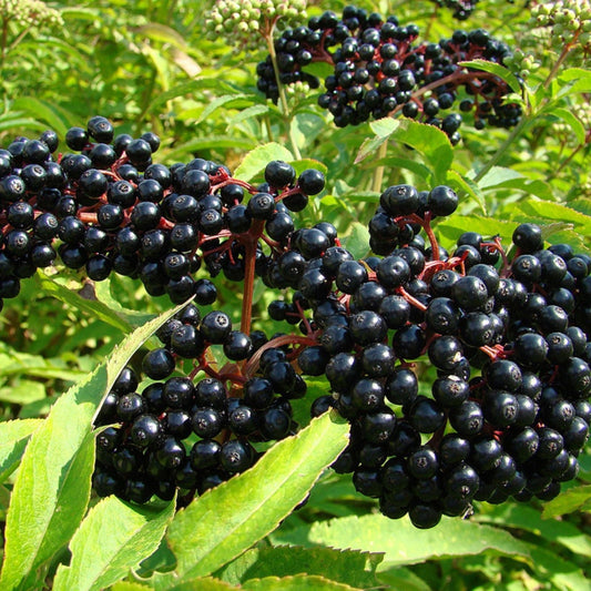 Elderberry Cuttings 5-12” Long York Nova Adams Varieties Sambucus canadensis Planting Material