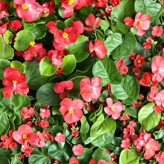 Begonia Seeds 45 or 125 Non-GMO Amber Allure Colorful Indoor Outdoor Plants Begonia x semperflorens