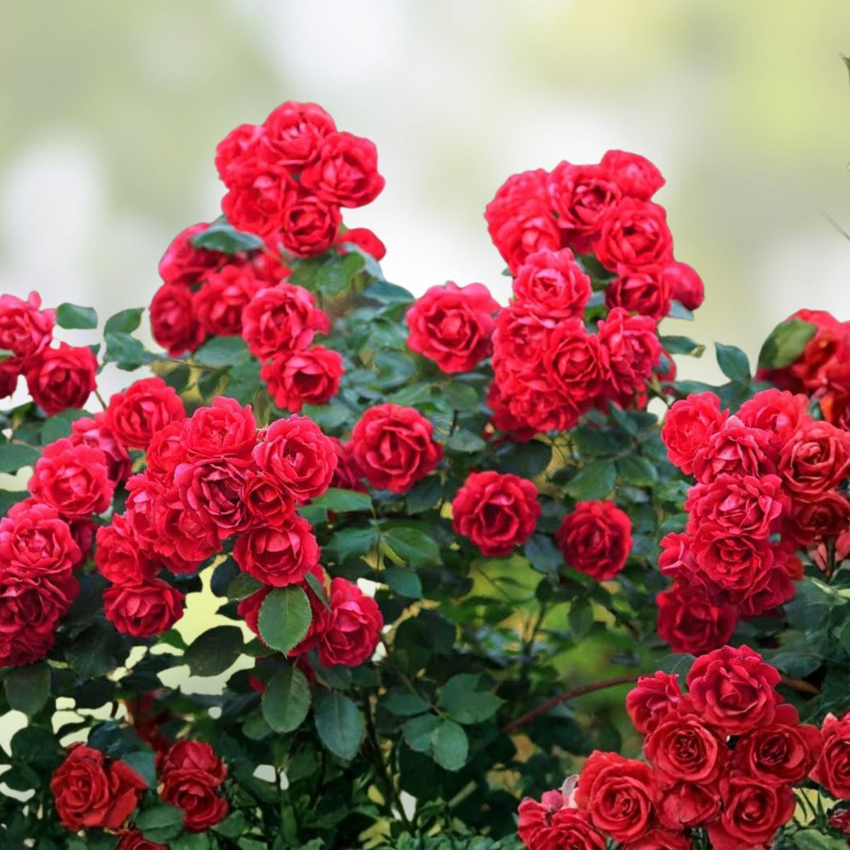 Red Rose Bush Live Plant 1-2' Olympiad Variety Rosa hybrida AARS Winner 1984 Shrub