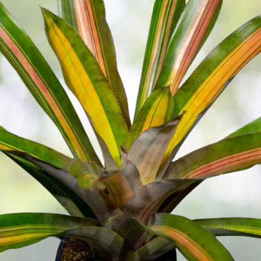 Aechmea Alvarez 6" Bromeliad Plant - Variegated Green Foliage with Salmon Pink and Orange Blushing - Tropical Houseplant