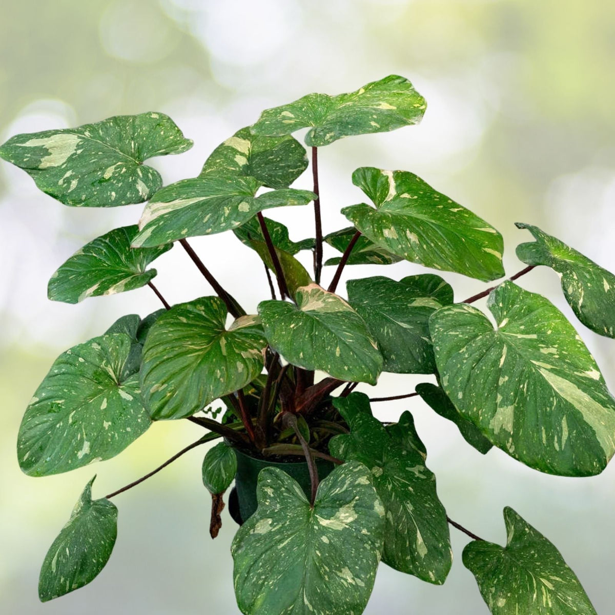 Homalomena Rubescens Variegated Plant in 6" Pot | Unique Indoor Foliage Houseplant | Low Maintenance Greenery