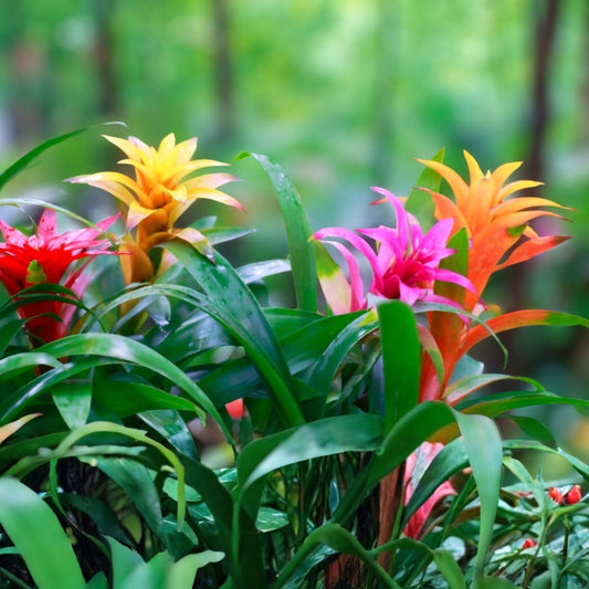 Bromeliad Plant 4 inch Neoregelia Heat Rash - Colorful Foliage Tropical Houseplant - Easy Care Indoor Decor