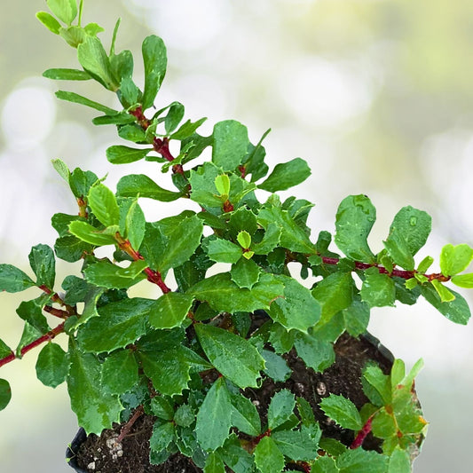 Ceanothus Ground Cover Plant 1 Gallon Point Reyes Low Spreading Evergreen Ceanothus gloriosus ‘Point Reyes’