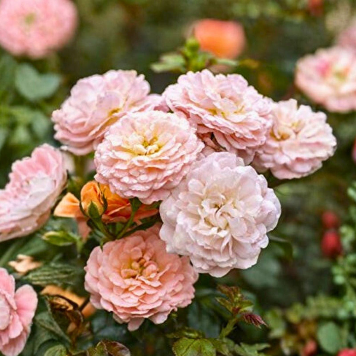 Heirloom Apricot Rose Cuttings - 6 Stems - Fragrant Blooms - Rosa spp. Garden Planting Material