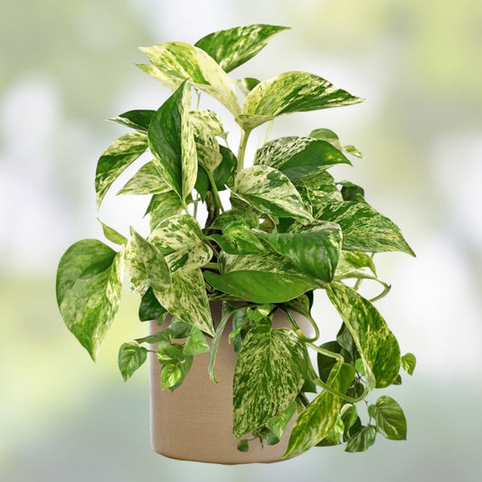 Epipremnum Pinnatum Marble Cutting - Rare Marble Pothos Indoor Houseplant - Live Plant Cutting for Home Decor