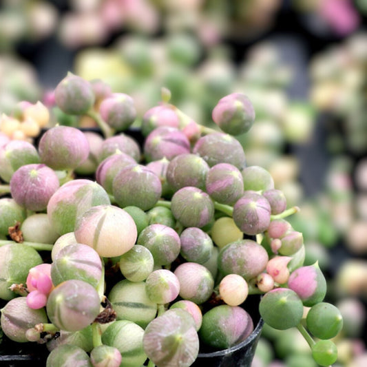 Variegated String of Pearls Plant - 4" Pot - Trailing Succulent - Senecio Rowleyanus