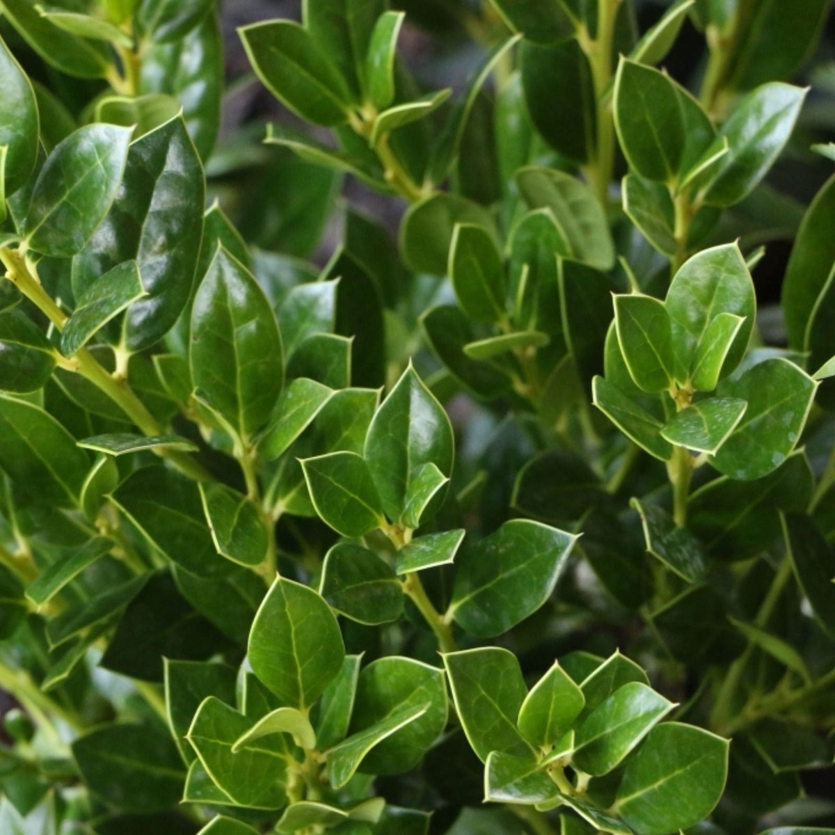 Needlepoint Holly Live Evergreen Shrub 6" Ilex Cornuta 3" Pot Hardy Landscape Plant for Garden and Landscaping