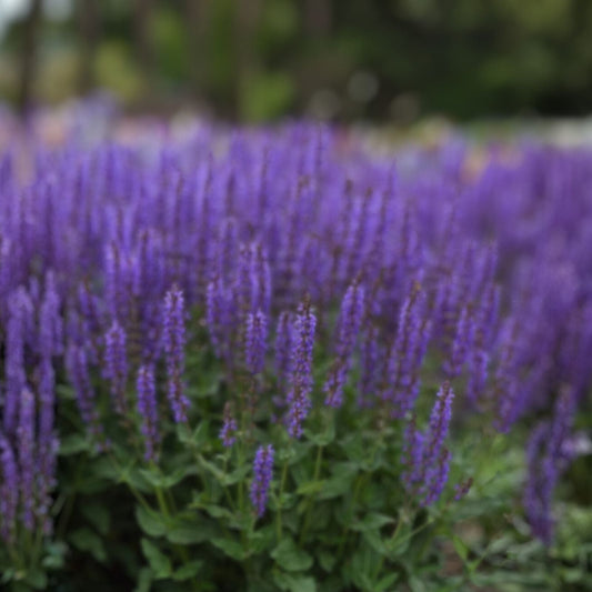 Meadow Sage Plant Bare Root Perennial Salvia 'Blue By You' Purple Flowers Hardy Zones 4-9