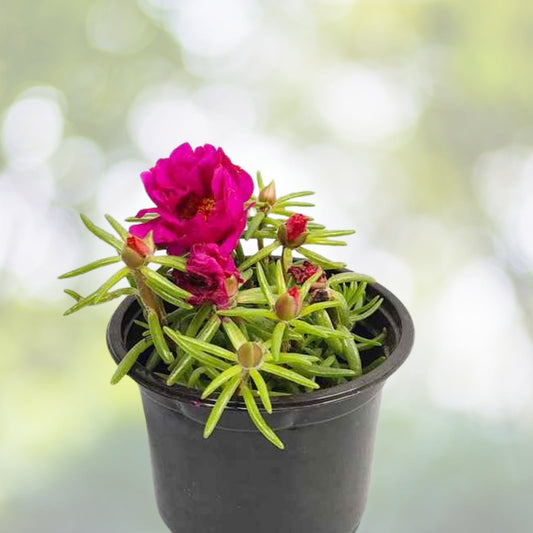 Portulaca Plant 6in Pot Pink Lady Bicolor Pink White Drought-Tolerant Moss Rose Portulaca grandiflora