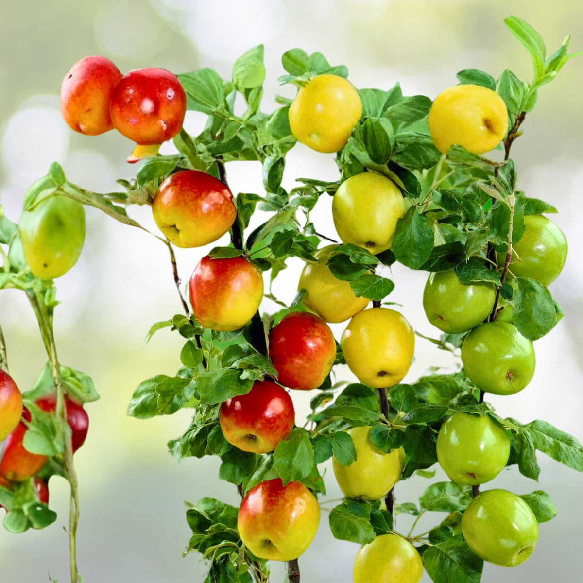 Apple Tree Cuttings 6+1 Free Live Scions for Grafting, Organic, No Roots, Mixed Varieties, Malus domestica