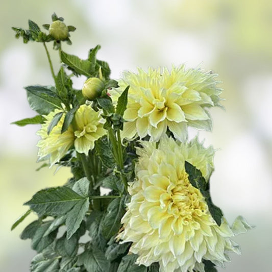 Dahlia Bulb Tuber Kelvin Floodlight Yellow Dinnerplate Hybrid Deer Resistant Full Sun 12" Blooms