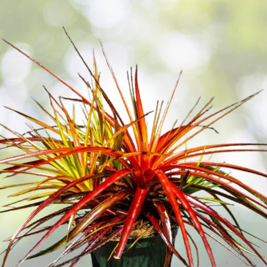 Bromeliad Plant 5" Pot Bright Red Foliage Thin-Leaved Symmetrical Orthophytum Navioides