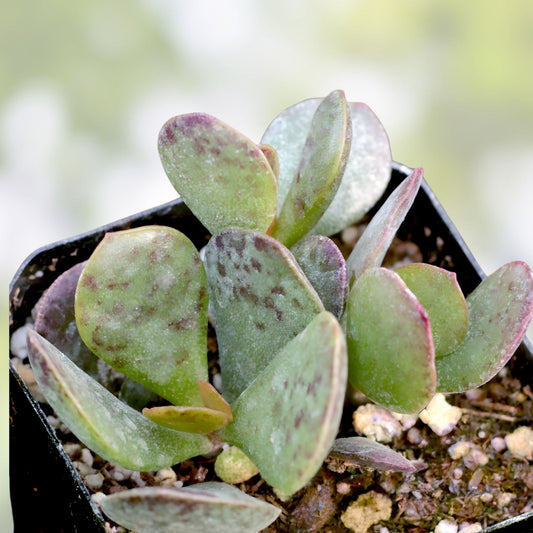 Succulent Plant - Adromischus Maculatus - Chocolate Drop Calico Hearts - Grey Green Leaves with Purple Spots - Indoor Outdoor