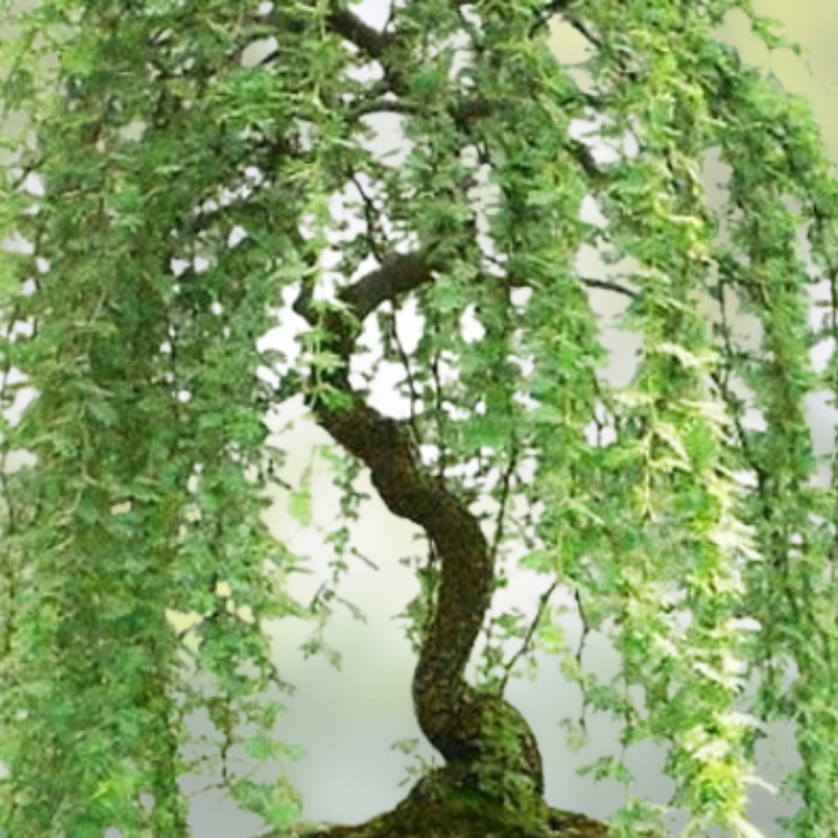 Bonsai Tree Cutting - Green Weeping Willow - Thick Trunk - Salix babylonica - Live Plant Propagation Material