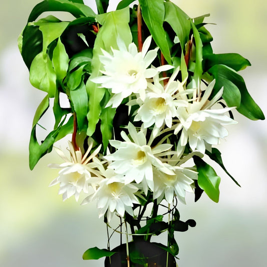 Cereus Cactus Cuttings 6-12" Night Blooming Epiphyllum oxypetalum 4-Pack | Succulent Plant Propagation