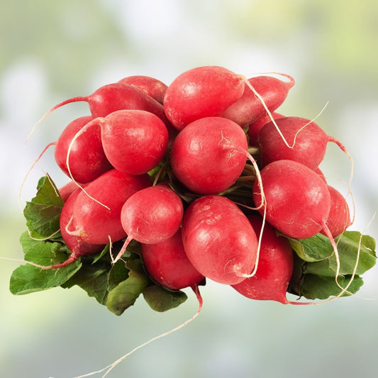 Radish Seeds 500 Count French Breakfast Heirloom Non-GMO Raphanus sativus Vegetable Seeds