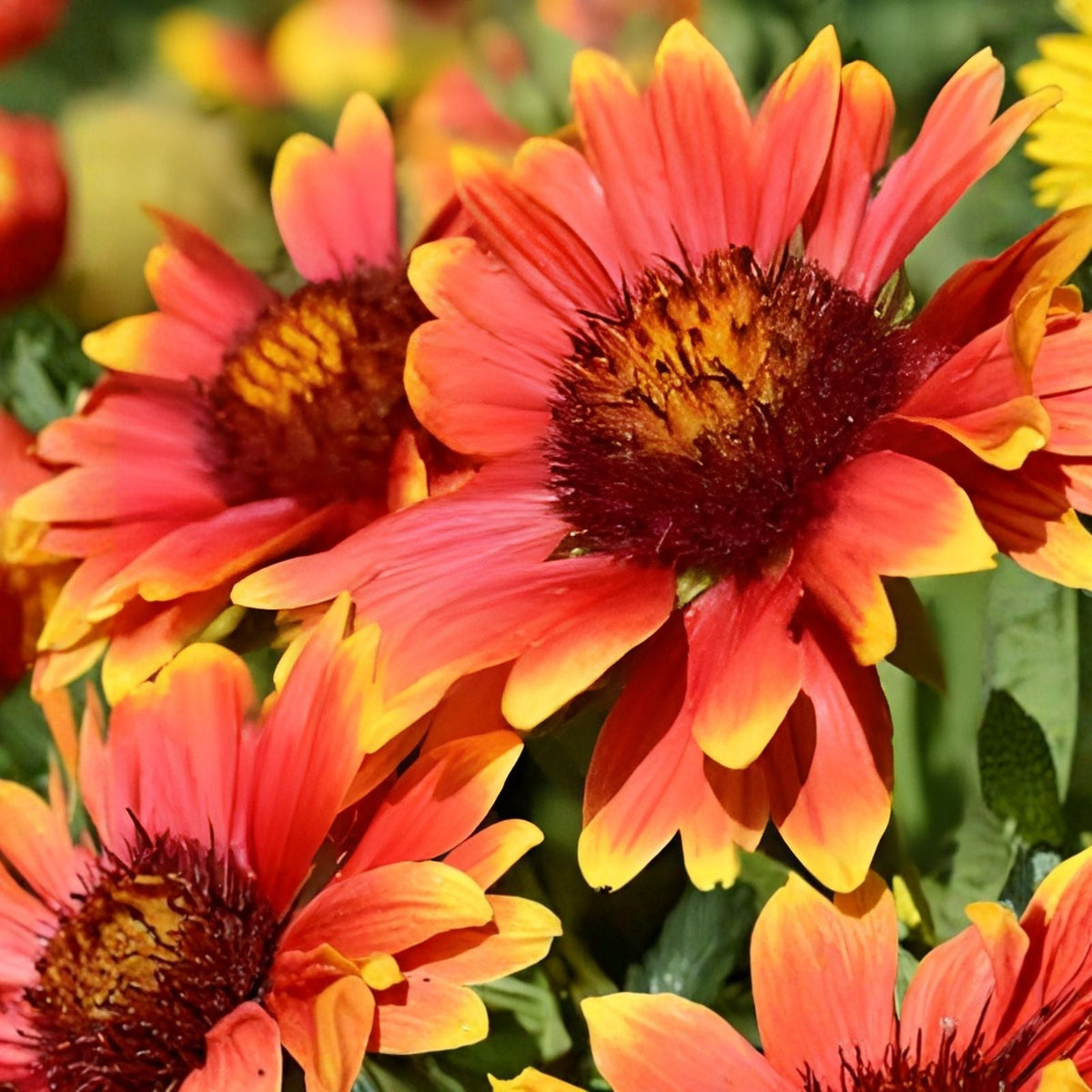 Majestic Blanket Flower Seeds 200 Non-GMO Gaillardia aristata Garden Annual Wildflower Seeds