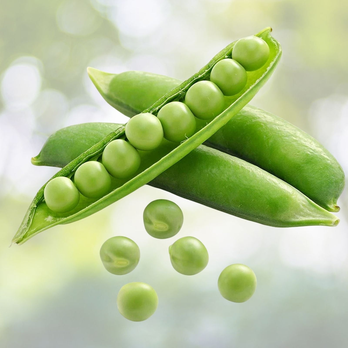 25 Sweet Pea Seeds for Planting - Fragrant Flowering Climbing Plant - Lathyrus odoratus