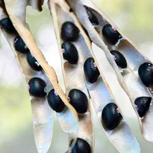Heirloom Black Turtle Pole Bean Seeds - 100+ Seeds - Organic Black Bean (Phaseolus vulgaris) for Gardening and Cooking