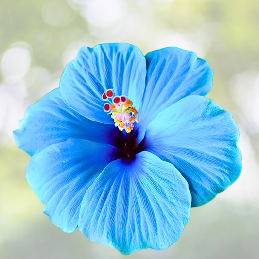 Blue Hibiscus Seeds - 30pcs Rare Non-GMO Heirloom Variety - Hibiscus rosa-sinensis