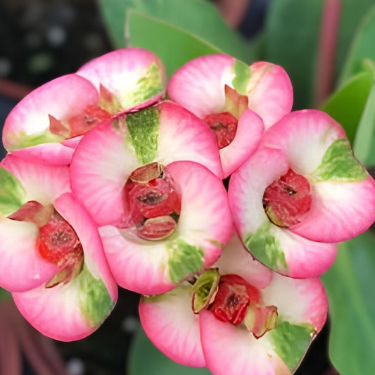 Crown of Thorns Cutting - Thai Hybrid Big Boy - Euphorbia milii - Rooted Plant - Succulent Houseplant Gift
