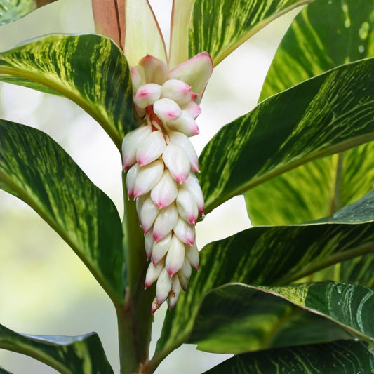 Variegated Shell Ginger Rhizomes - 2 Pack, Exotic Alpina Sandrea Vittate, Tropical Plant for Full Sun, Easy to Grow