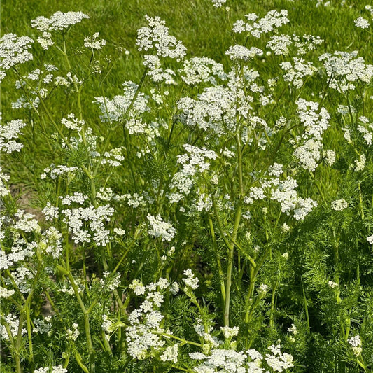 Anise Herb Seeds 100+ Heirloom Seeds Aromatic Spice Pimpinella anisum Culinary Herb Seed Pack