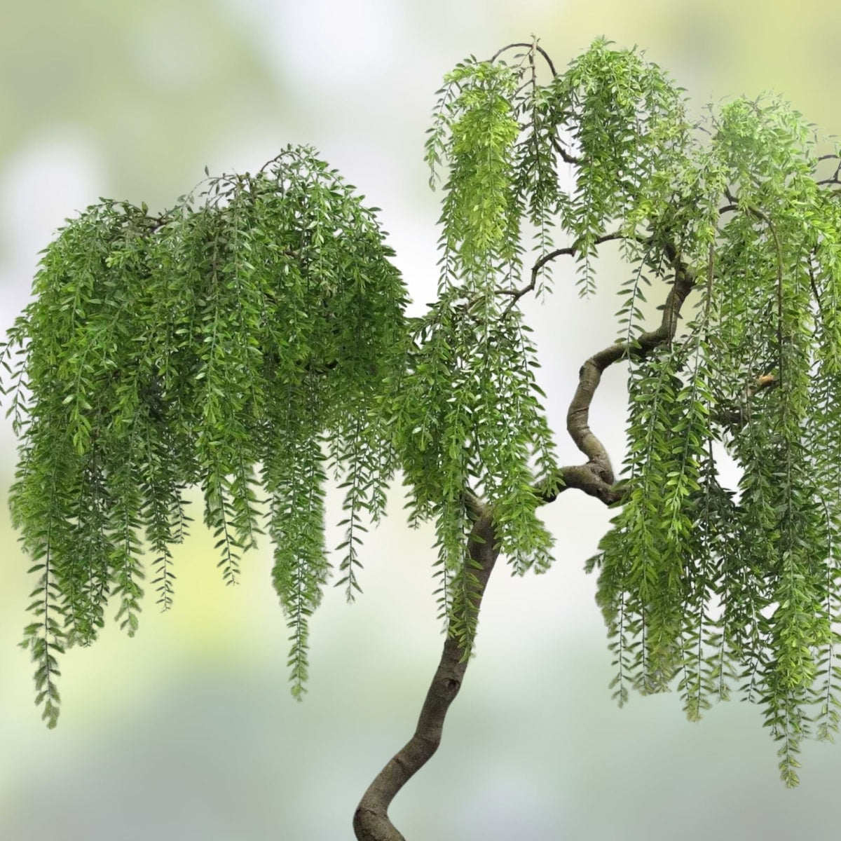Willow Bonsai Cutting - Indoor Plant, Salix spp., Perfect for Beginners & Bonsai Enthusiasts