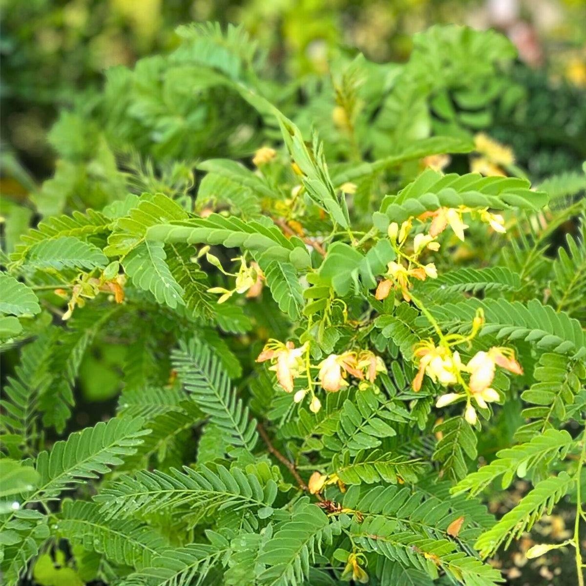 Sweet Tamarind Tree - 3 Gallon - Tamarindus indica - Perfect for Home Gardens and Landscapes
