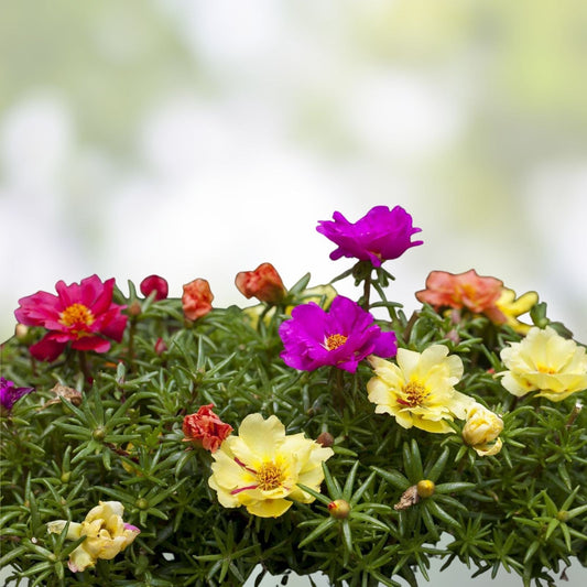 Yellow Single Flower Purslane Cuttings - Bright Purple Flowers - Portulaca oleracea - Succulent Plant for Garden and Container