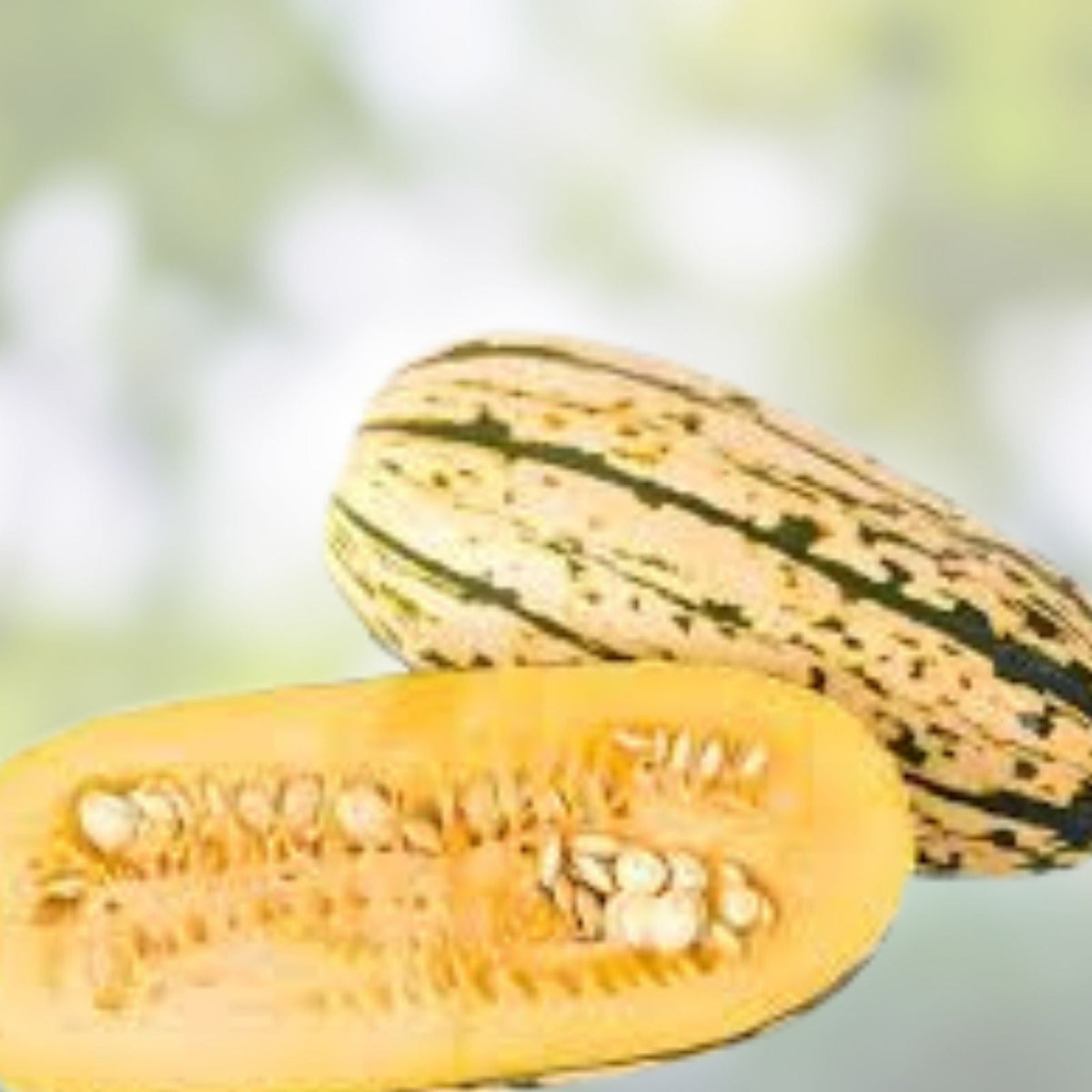 Delicata Squash Seeds for Planting – 20 Jester Variety – Organic, Non-GMO Cucurbita Pepo Heirloom Seeds