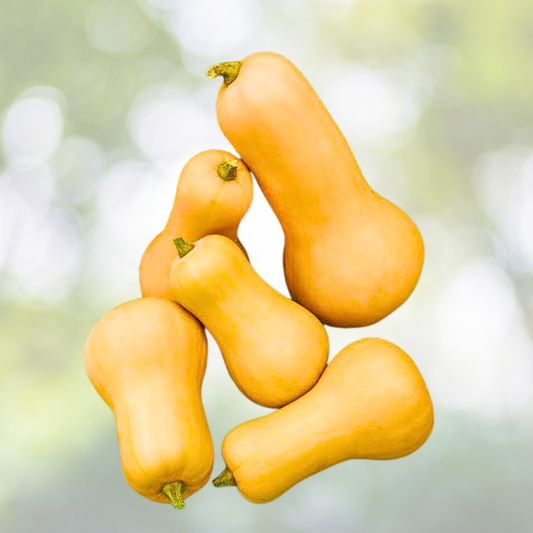 Winter Squash Seeds - 30 Count - Waltham Butternut Heirloom, Sweet, Non-GMO, AAS Winner (Cucurbita moschata)