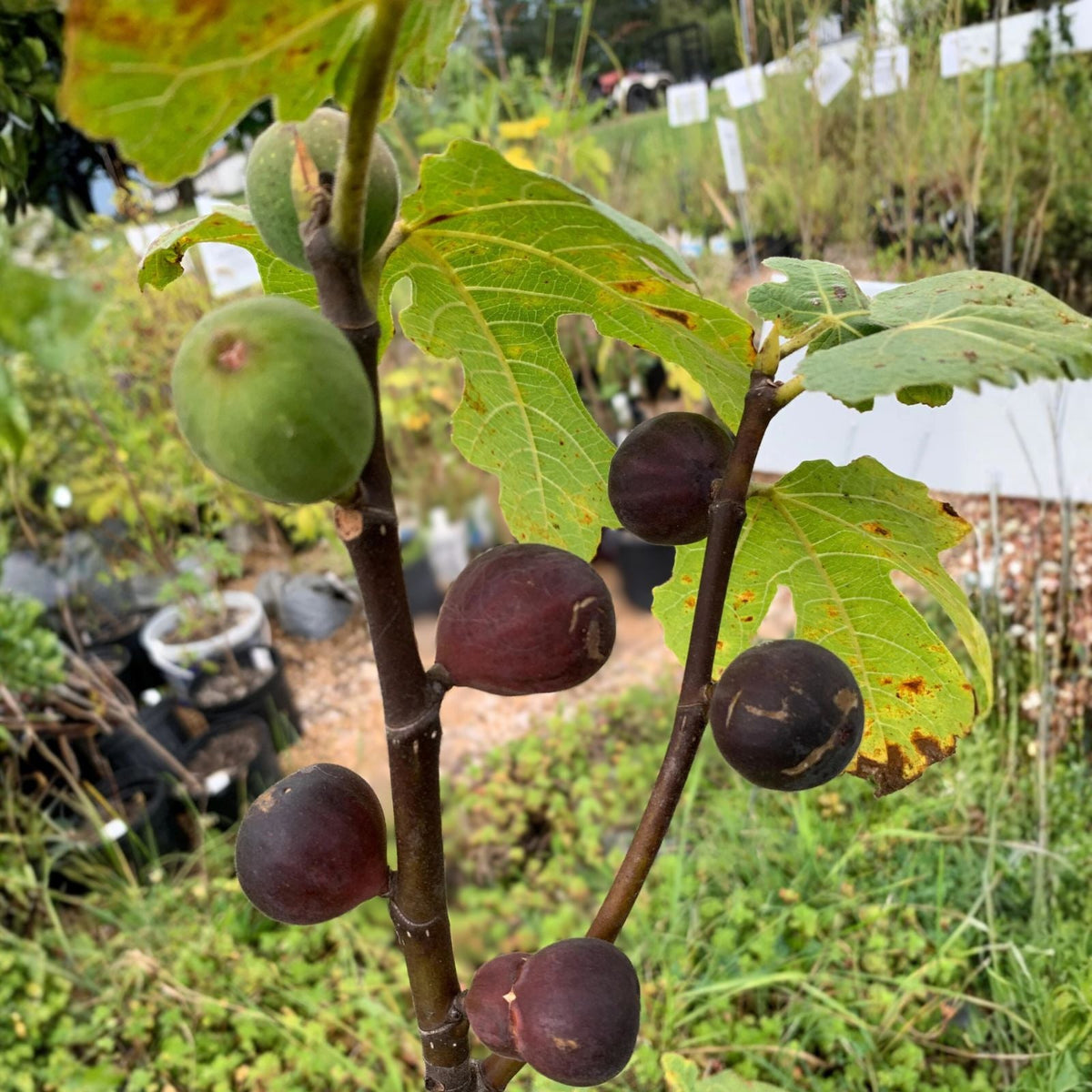Olympian Fig Tree Plant - 3-8 Inches - Ficus carica - Sweet Purple Fruit - Bare Root, Self-Pollinating Starter Plant