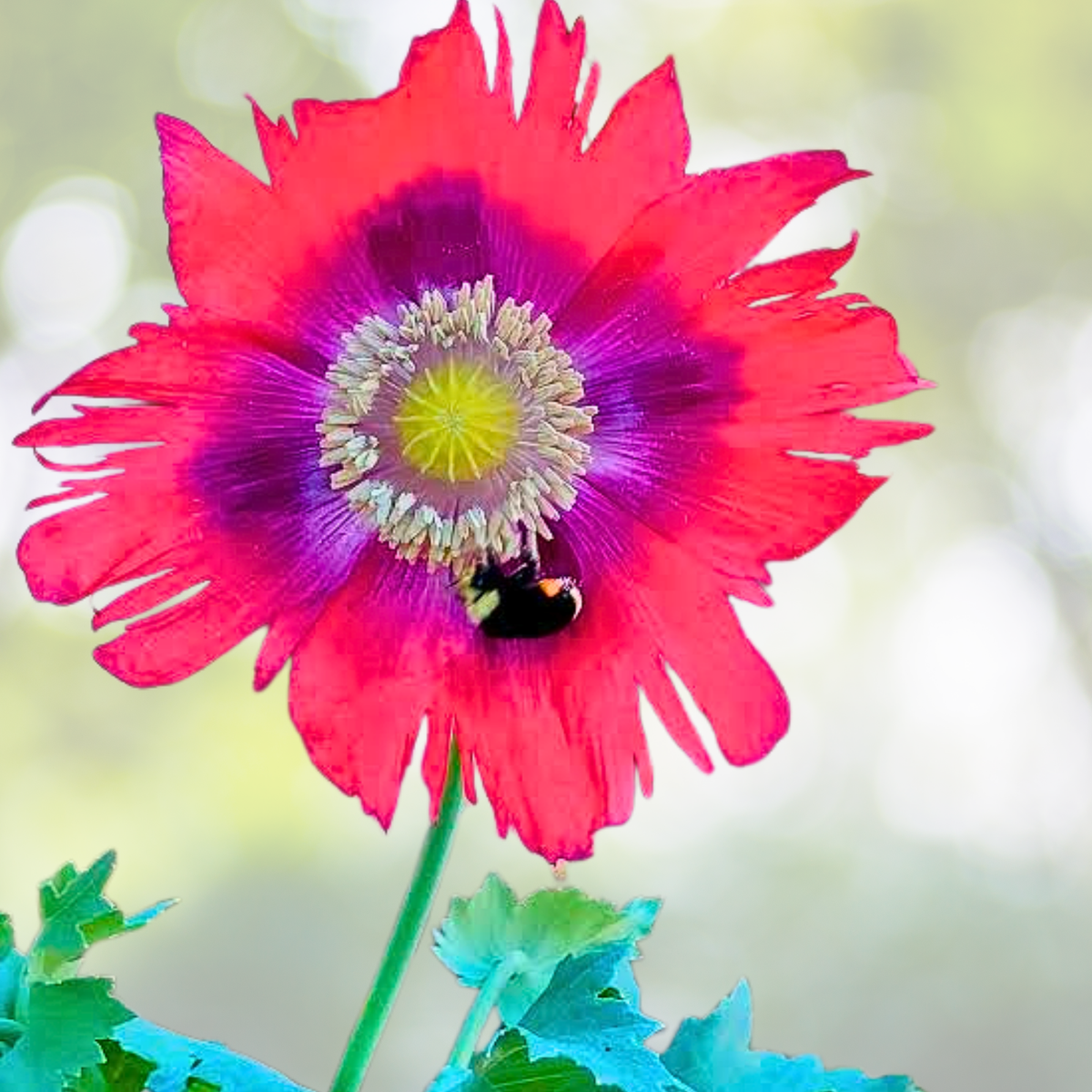 Organic Poppy Seeds 500 Count JIMI’S FLAG Purple Red Breadseed Poppies Papaver somniferum