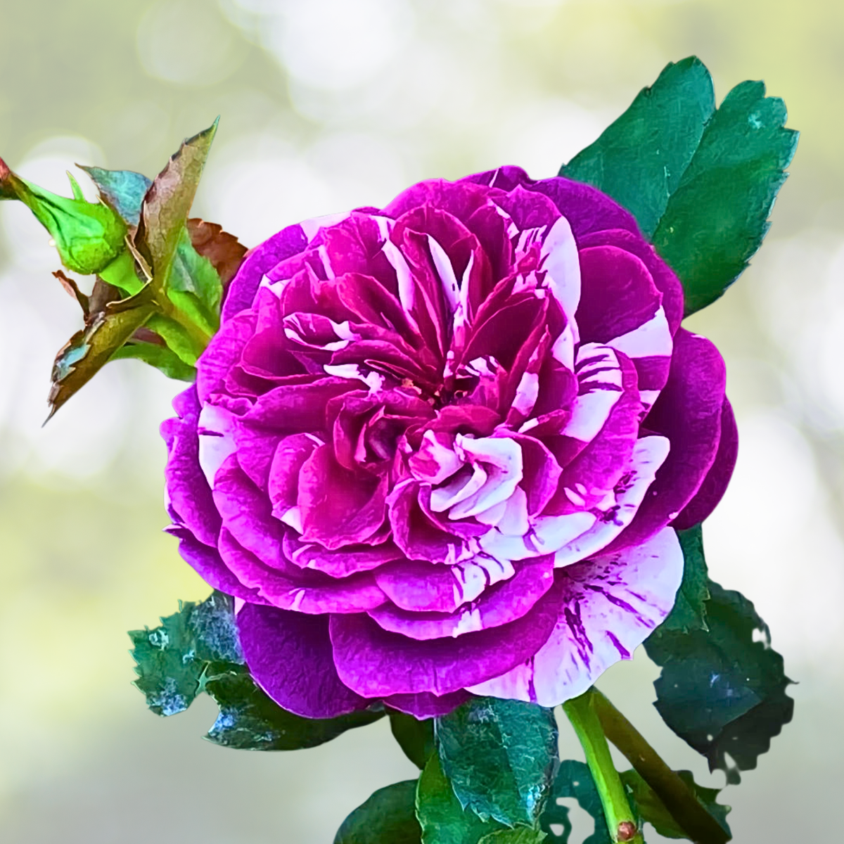 20pcs Purple & White Rose Seeds - "Scented Jewel" Fragrant Floribunda Variety - Ideal for Garden Planting