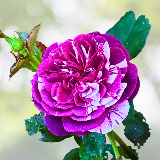 20pcs Purple & White Rose Seeds - "Scented Jewel" Fragrant Floribunda Variety - Ideal for Garden Planting