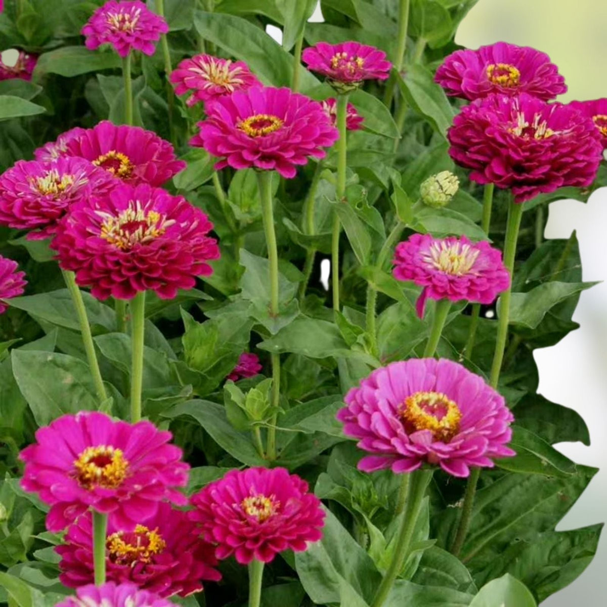 Zinnia Seeds 50+ Count – Bright Color Varieties – Zinnia elegans Flower Seeds for Garden, Patio & Cut Flowers