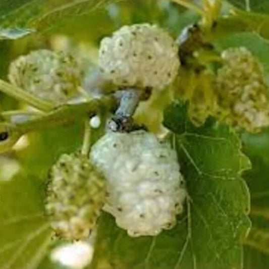 White Mulberry Tree 1-2ft Bare Root Morus alba - Fast Growing, Hardy for Zones 3-9, Ideal for Full Sun, Clay or Sandy Soil